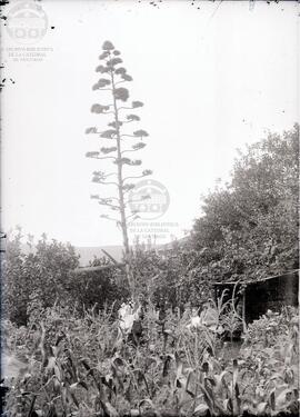 Planta de agave en una huerta
